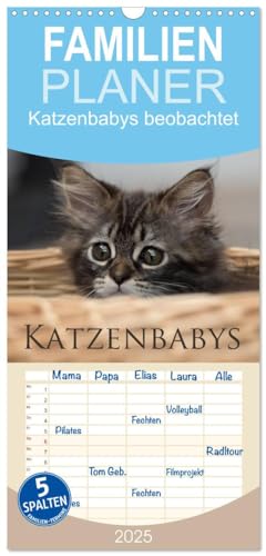 Familienplaner 2025 - Katzenbabys beobachtet mit 5 Spalten (Wandkalender, 21 cm x 45 cm), CALVENDO von CALVENDO