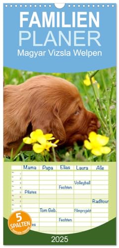 Familienplaner 2025 - Magyar Vizsla Welpen mit 5 Spalten (Wandkalender, 21 cm x 45 cm), CALVENDO von CALVENDO