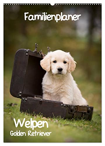 Familienplaner: Golden Retriever Welpen (Wandkalender 2025 DIN A2 hoch), CALVENDO Monatskalender von CALVENDO