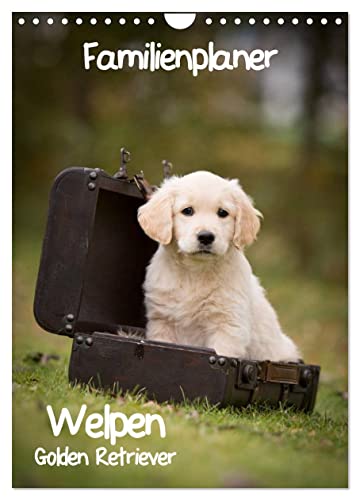 Familienplaner: Golden Retriever Welpen (Wandkalender 2025 DIN A4 hoch), CALVENDO Monatskalender von CALVENDO