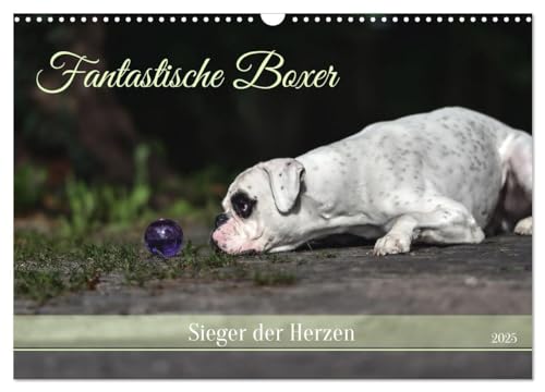 Fantastische Boxer - Sieger der Herzen (Wandkalender 2025 DIN A3 quer), CALVENDO Monatskalender von CALVENDO