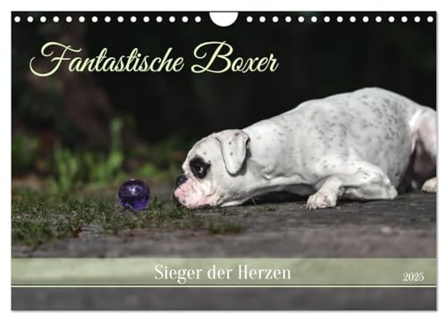 Fantastische Boxer - Sieger der Herzen (Wandkalender 2025 DIN A4 quer), CALVENDO Monatskalender von CALVENDO