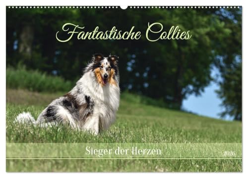 Fantastische Collies - Sieger der Herzen (Wandkalender 2026 DIN A2 quer), CALVENDO Monatskalender von CALVENDO
