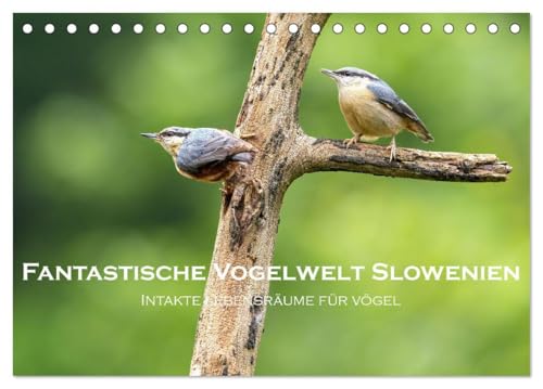 Fantastische Vogelwelt Slowenien (Tischkalender 2025 DIN A5 quer), CALVENDO Monatskalender: Intakte Lebensräume für Vögel (CALVENDO Tiere) von Calvendo