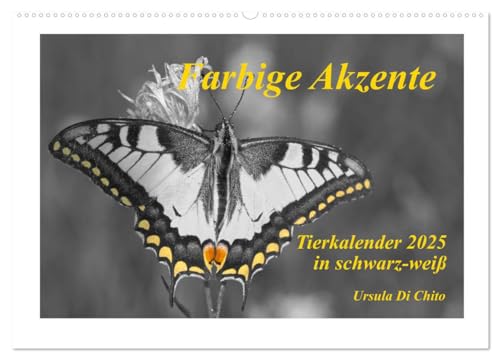 Farbige Akzente - Tierkalender 2025 in schwarz-weiß (Wandkalender 2025 DIN A2 quer), CALVENDO Monatskalender von CALVENDO