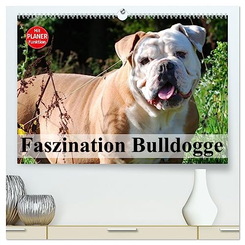 Faszination Bulldogge (hochwertiger Premium Wandkalender 2025 DIN A2 quer), Kunstdruck in Hochglanz von CALVENDO