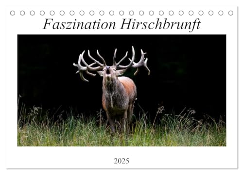 Faszination Hirschbrunft (Tischkalender 2025 DIN A5 quer), CALVENDO Monatskalender von CALVENDO
