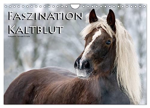 Faszination Kaltblut (Wandkalender 2025 DIN A4 quer), CALVENDO Monatskalender von CALVENDO