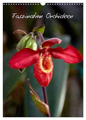 Faszination Orchideen (Wandkalender 2025 DIN A3 hoch), CALVENDO Monatskalender von CALVENDO