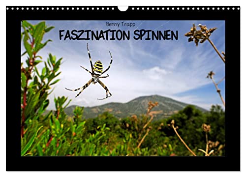 Faszination Spinnen (Wandkalender 2025 DIN A3 quer), CALVENDO Monatskalender von CALVENDO