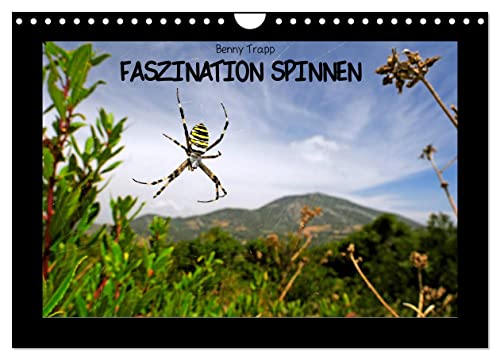 Faszination Spinnen (Wandkalender 2025 DIN A4 quer), CALVENDO Monatskalender von CALVENDO