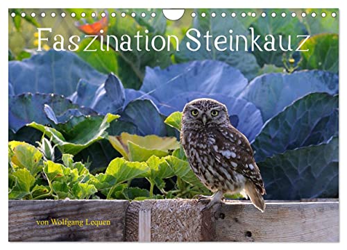 Faszination Steinkauz (Wandkalender 2025 DIN A4 quer), CALVENDO Monatskalender von CALVENDO