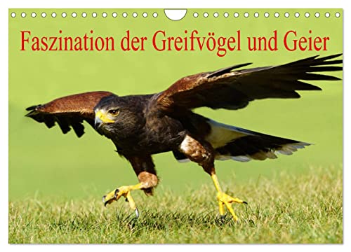 Faszination der Greifvögel und Geier (Wandkalender 2025 DIN A4 quer), CALVENDO Monatskalender von CALVENDO