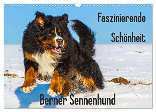 Faszinierende Schönheit Berner Sennenhund (Wandkalender 2025 DIN A3 quer), CALVENDO Monatskalender von CALVENDO