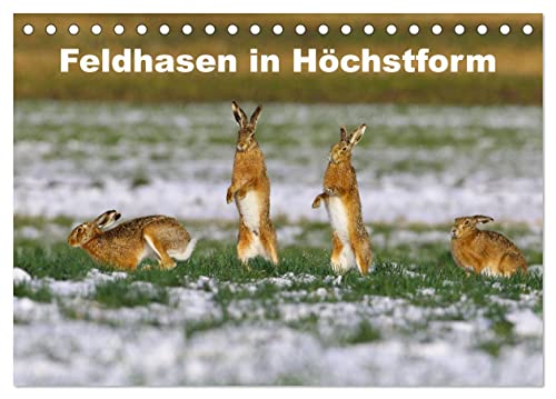 Feldhasen in Höchstform (Tischkalender 2025 DIN A5 quer), CALVENDO Monatskalender von CALVENDO