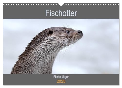 Fischotter, flinke Jäger (Wandkalender 2025 DIN A3 quer), CALVENDO Monatskalender: Fischotter sind flinke und wendige Jäger (CALVENDO Tiere) von Calvendo