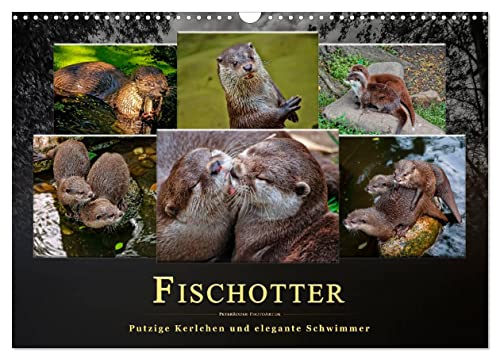 Fischotter - putzige Kerlchen und elegante Schwimmer (Wandkalender 2025 DIN A3 quer), CALVENDO Monatskalender von CALVENDO
