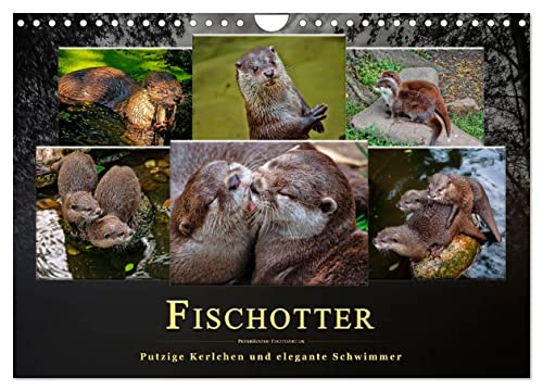 Fischotter - putzige Kerlchen und elegante Schwimmer (Wandkalender 2025 DIN A4 quer), CALVENDO Monatskalender von CALVENDO