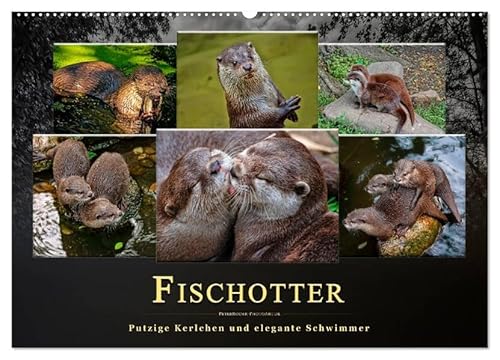 Fischotter - putzige Kerlchen und elegante Schwimmer (Wandkalender 2026 DIN A2 quer), CALVENDO Monatskalender von CALVENDO