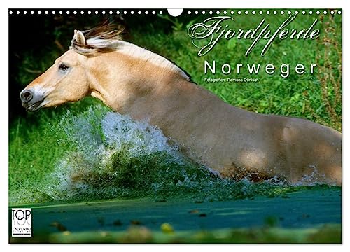 Fjordpferde - Norweger (Wandkalender 2025 DIN A3 quer), CALVENDO Monatskalender von CALVENDO