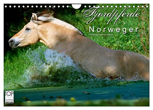 Fjordpferde - Norweger (Wandkalender 2025 DIN A4 quer), CALVENDO Monatskalender von CALVENDO