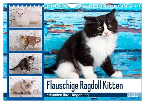 Flauschige Ragdoll Kitten (Wandkalender 2026 DIN A4 quer), CALVENDO Monatskalender von CALVENDO