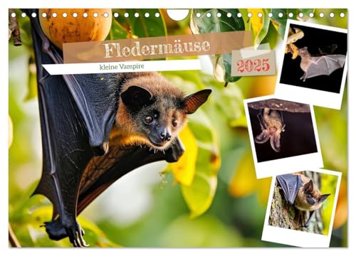 Fledermäuse - kleine Vampire (Wandkalender 2025 DIN A4 quer), CALVENDO Monatskalender von CALVENDO