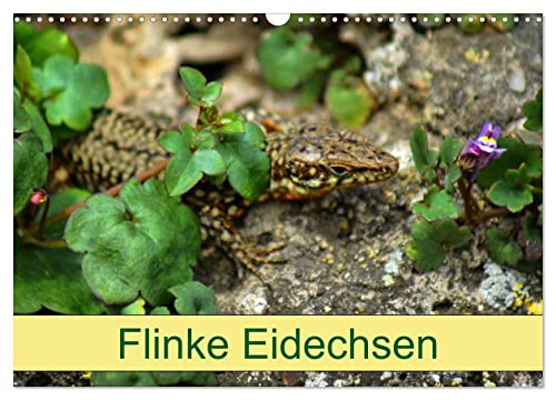 Flinke Eidechsen (Wandkalender 2025 DIN A3 quer), CALVENDO Monatskalender von CALVENDO