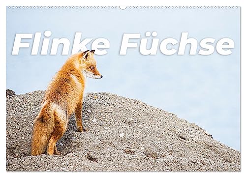 Flinke Füchse (Wandkalender 2025 DIN A2 quer), CALVENDO Monatskalender von CALVENDO