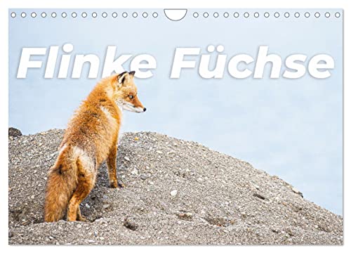 Flinke Füchse (Wandkalender 2025 DIN A4 quer), CALVENDO Monatskalender von CALVENDO