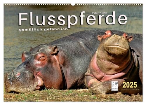 Flusspferde - gemütlich gefährlich (Wandkalender 2025 DIN A2 quer), CALVENDO Monatskalender von CALVENDO