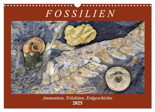 Fossilien - Ammoniten, Trilobiten, Erdgeschichte (Wandkalender 2025 DIN A3 quer), CALVENDO Monatskalender: Versteinerte Tiere und Pflanzen (CALVENDO Wissenschaft) von Calvendo