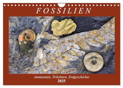 Fossilien - Ammoniten, Trilobiten, Erdgeschichte (Wandkalender 2025 DIN A4 quer), CALVENDO Monatskalender von CALVENDO