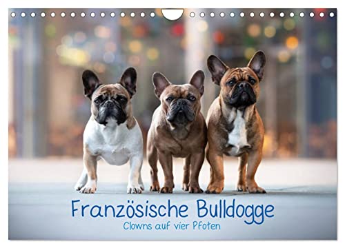 Französische Bulldogge - Clowns auf vier Pfoten (Wandkalender 2025 DIN A4 quer), CALVENDO Monatskalender von CALVENDO