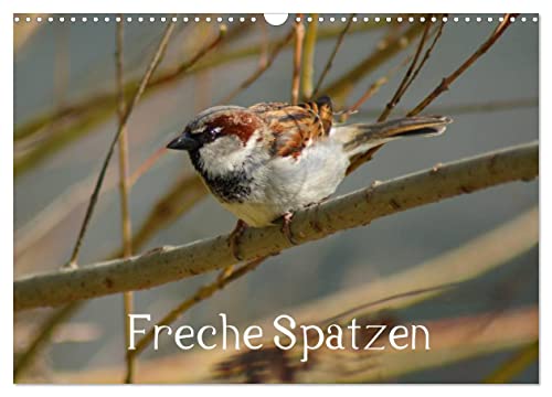 Freche Spatzen (Wandkalender 2025 DIN A3 quer), CALVENDO Monatskalender von CALVENDO