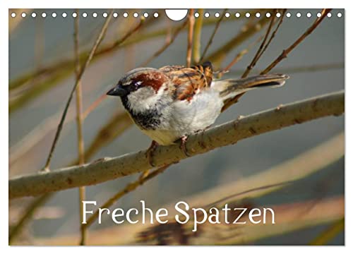 Freche Spatzen (Wandkalender 2025 DIN A4 quer), CALVENDO Monatskalender von CALVENDO