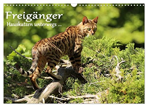 Freigänger - Hauskatzen unterwegs (Wandkalender 2025 DIN A3 quer), CALVENDO Monatskalender von CALVENDO