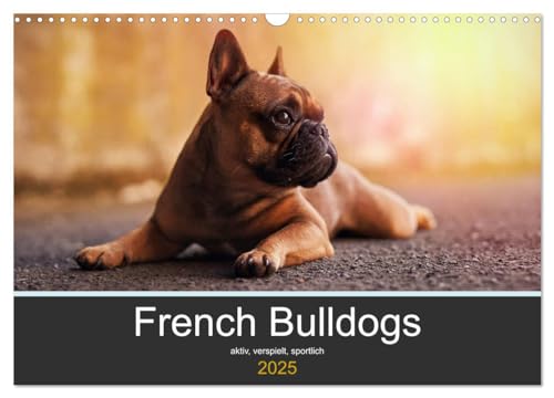 French Bulldog aktiv, verspielt, sportlich (Wandkalender 2025 DIN A3 quer), CALVENDO Monatskalender von CALVENDO