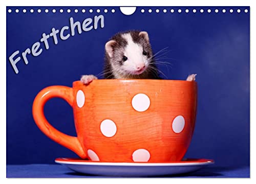 Frettchen - Ferrets (Wandkalender 2025 DIN A4 quer), CALVENDO Monatskalender von CALVENDO