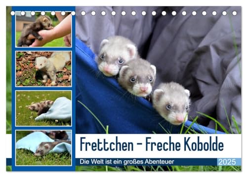Frettchen - Freche Kobolde (Tischkalender 2025 DIN A5 quer), CALVENDO Monatskalender von CALVENDO