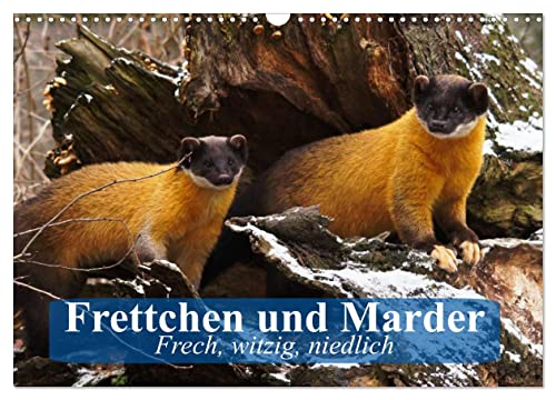 Frettchen und Marder. Frech, witzig, niedlich (Wandkalender 2025 DIN A3 quer), CALVENDO Monatskalender von CALVENDO