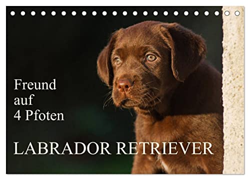 Freund auf 4 Pfoten - Labrador Retriever (Tischkalender 2025 DIN A5 quer), CALVENDO Monatskalender von CALVENDO