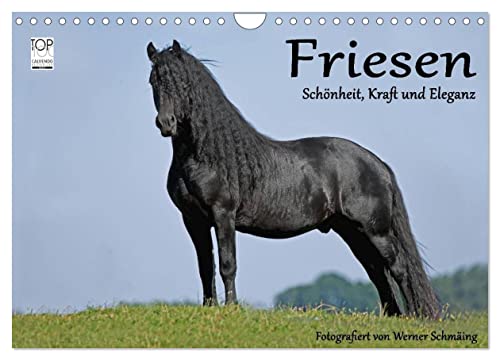 Friesen - Schönheit, Kraft und Eleganz (Wandkalender 2025 DIN A4 quer), CALVENDO Monatskalender von CALVENDO