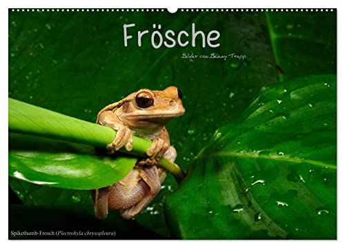 Frösche (Wandkalender 2026 DIN A2 quer), CALVENDO Monatskalender: Froschlurche aus aller Welt (CALVENDO Tiere) von Calvendo