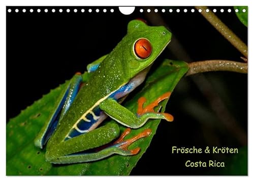 Frösche & Kröten Costa Rica (Wandkalender 2026 DIN A4 quer), CALVENDO Monatskalender: Farbenprächtige Froschlurche aus Costa Rica (CALVENDO Tiere) von Calvendo
