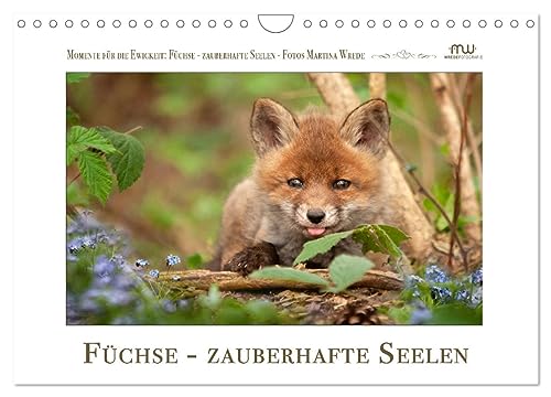 Füchse - zauberhafte Seelen (Wandkalender 2025 DIN A4 quer), CALVENDO Monatskalender von CALVENDO