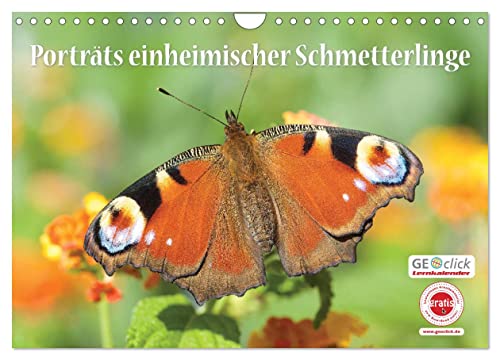 GEOclick Lernkalender: Porträts einheimischer Schmetterlinge (Wandkalender 2025 DIN A4 quer), CALVENDO Monatskalender von CALVENDO