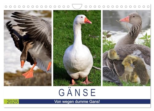 Gänse. Von wegen dumme Gans! (Wandkalender 2025 DIN A4 quer), CALVENDO Monatskalender von CALVENDO