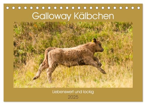 Galloway Kälbchen - Liebenswert und lockig (Tischkalender 2025 DIN A5 quer), CALVENDO Monatskalender von CALVENDO