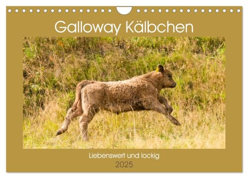 Galloway Kälbchen - Liebenswert und lockig (Wandkalender 2025 DIN A4 quer), CALVENDO Monatskalender von CALVENDO
